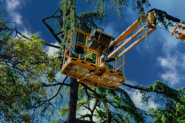 Best Professional Tree Care  in Dahlgren, VA